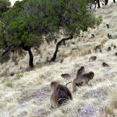 Semien Mountains over 3 days